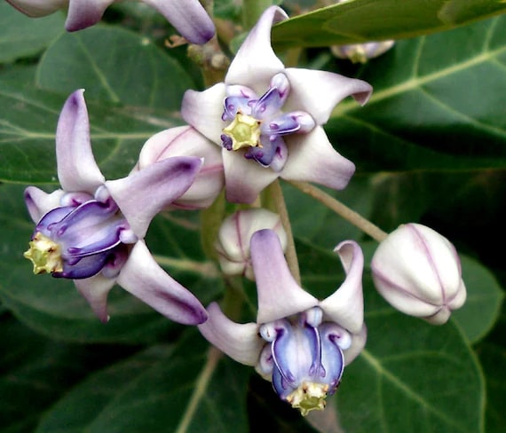 Gigantea Flower Seeds for Planting – Heirloom, Non-GMO, High Germination Organic Garden Seeds
