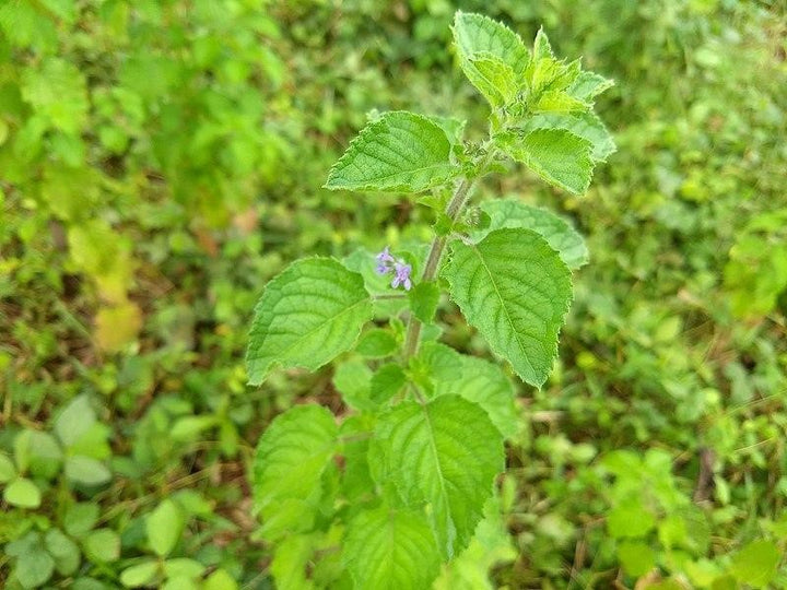 Hyptis Plant Seeds for Planting – Heirloom, Non-GMO, High Germination Organic Garden Seeds