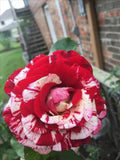 Red and White Rose Flower Seeds for Planting – Heirloom, Non-GMO, Fragrant Bloom Garden Seeds