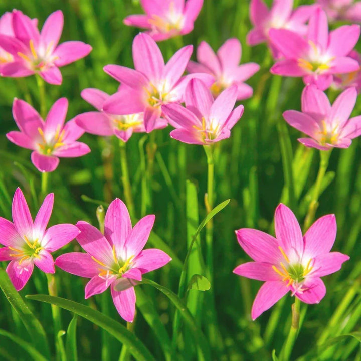 Flower Seeds, Seeds,Seeds For Planting,Plant Seeds