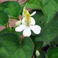 Houttuynia Flower Seeds for Planting – Heirloom, Non-GMO, High Germination Organic Garden Seeds