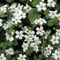 White Bacopa Flower Seeds for Planting – Heirloom, Non-GMO, High Germination Garden Seeds