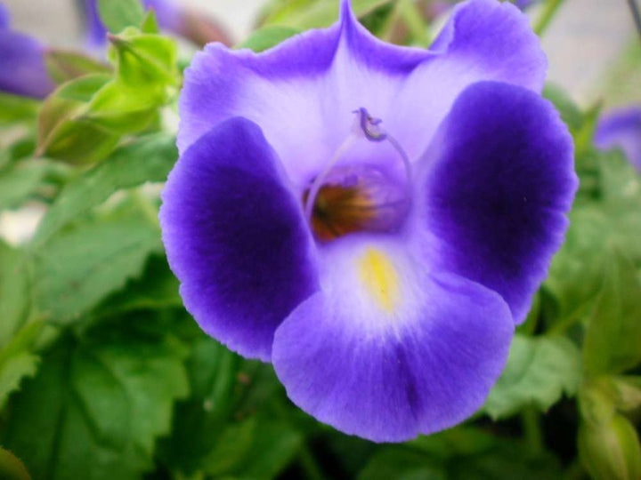 Flower Seeds, Seeds,Seeds For Planting,Plant Seeds