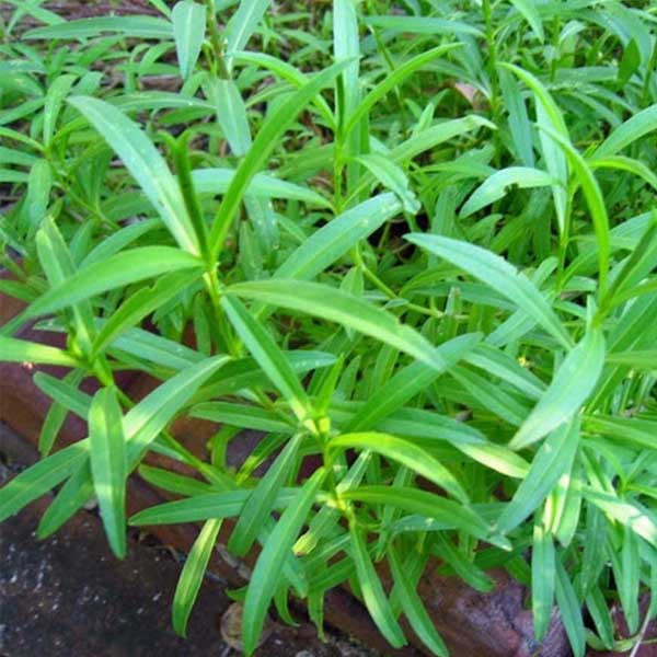 Flower Seeds, Seeds,Seeds For Planting,Plant Seeds