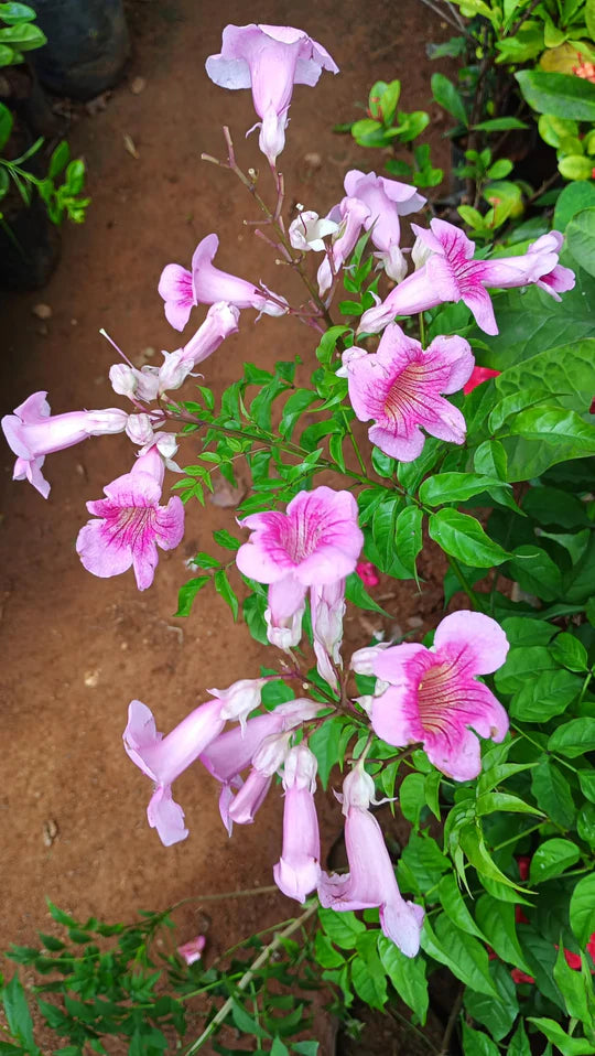Pink Cape Honeysuckle Flower Seeds for Planting – Heirloom, Non‑GMO, High Germination Organic Garden Seeds