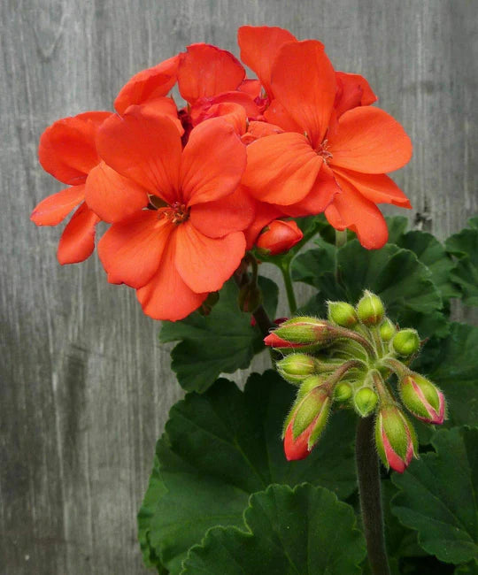 Pelargonium Orange Flower Seeds for Planting – Heirloom, Non-GMO, High Germination Garden Seeds