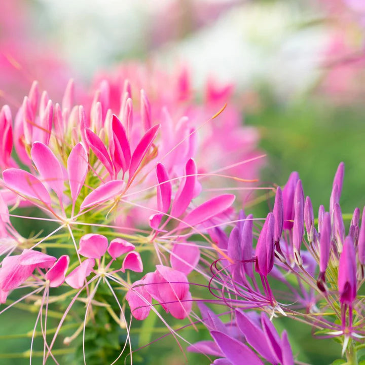 Pink Cleome Flower Seeds for Planting – Heirloom, Non-GMO, Low Maintenance Garden Seeds