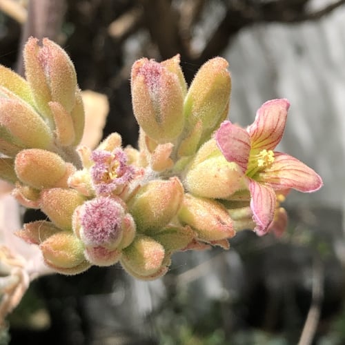 Pink Kalanchoe Beharensis Flower Seeds for Planting – Heirloom, Non-GMO, Vibrant Colors, Organic Garden