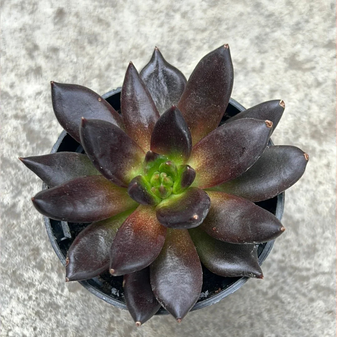 Flower Seeds, Seeds,Seeds For Planting,Plant Seeds