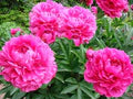 Pink Paeonia Lactiflora Flower Seeds for Planting – Heirloom, Non-GMO Hardy Organic Garden Seeds