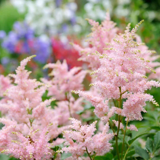 Astilbe Flower Seeds for Planting – Heirloom, Non-GMO, High Germination Organic Garden Seeds