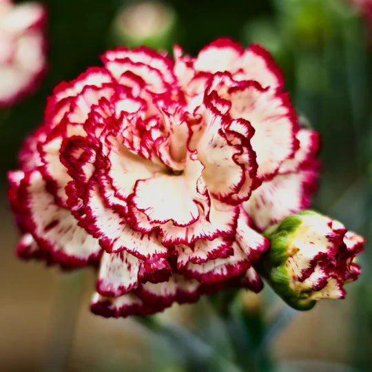 Red Cream Carnation Flower Seeds for Planting – Heirloom, Non-GMO, High Germination Garden Seeds