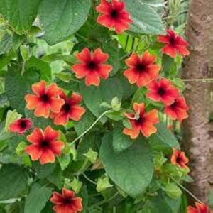 Flower Seeds, Seeds,Seeds For Planting,Plant Seeds