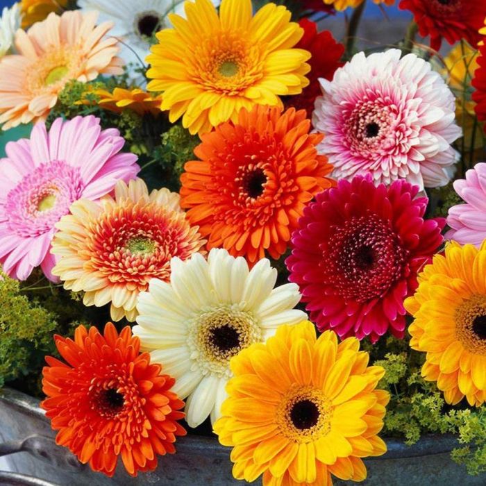 Flower Seeds, Seeds,Seeds For Planting,Plant Seeds