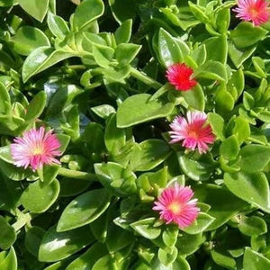 Flower Seeds, Seeds,Seeds For Planting,Plant Seeds