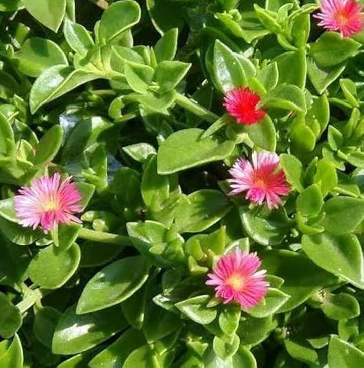 Flower Seeds, Seeds,Seeds For Planting,Plant Seeds