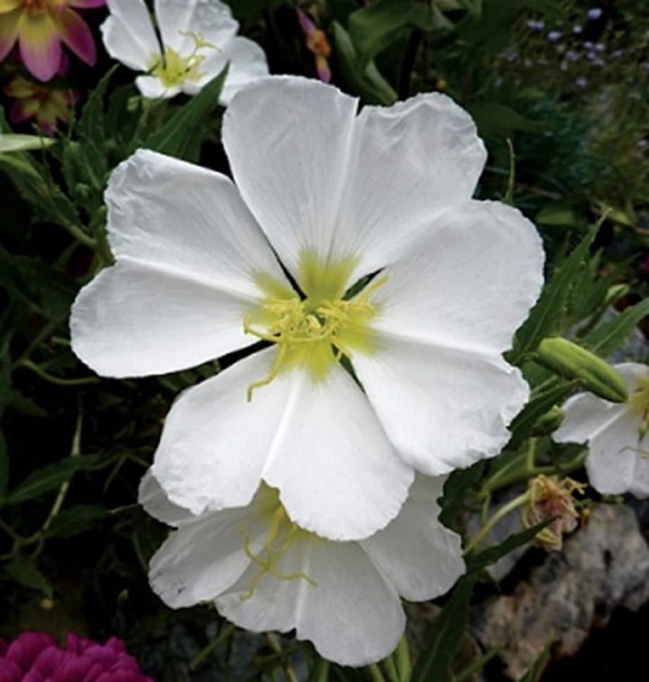 Flower Seeds, Seeds,Seeds For Planting,Plant Seeds