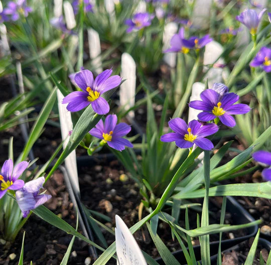 Sisyrinchium Flower Seeds for Planting – Heirloom, Non-GMO, Low-Maintenance High Germination Seeds