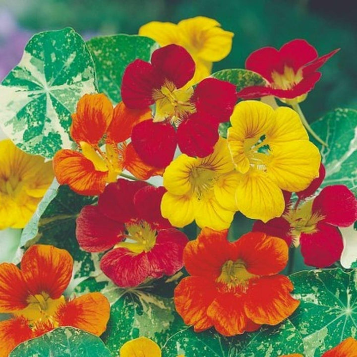Flower Seeds, Seeds,Seeds For Planting,Plant Seeds