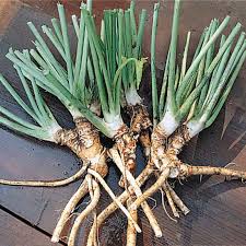 Horseradish Root Seeds for Planting – Heirloom, Non-GMO Perennial Vegetable for Culinary & Medicinal Use