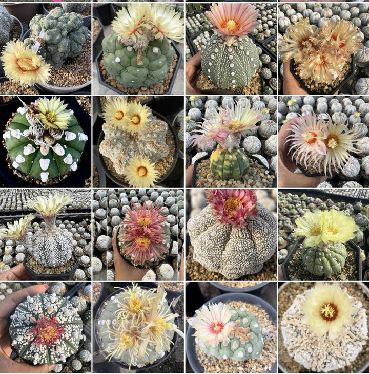 Flower Seeds, Seeds,Seeds For Planting,Plant Seeds