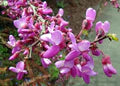 Pink Cercis Siliquastrum Flower Seeds for Planting – Heirloom, Non-GMO, Bright Blooms, Organic Garden Seeds