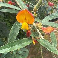 Flower Seeds, Seeds,Seeds For Planting,Plant Seeds