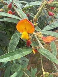 Flower Seeds, Seeds,Seeds For Planting,Plant Seeds