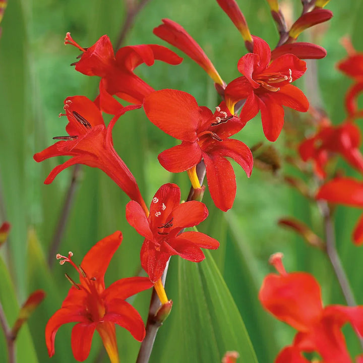 Flower Seeds, Seeds,Seeds For Planting,Plant Seeds