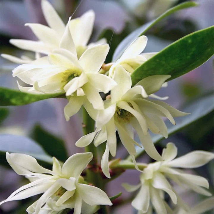 Illicium Verum Flower Seeds – Heirloom, Non-GMO, Compact Growth