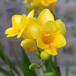 Flower Seeds, Seeds,Seeds For Planting,Plant Seeds