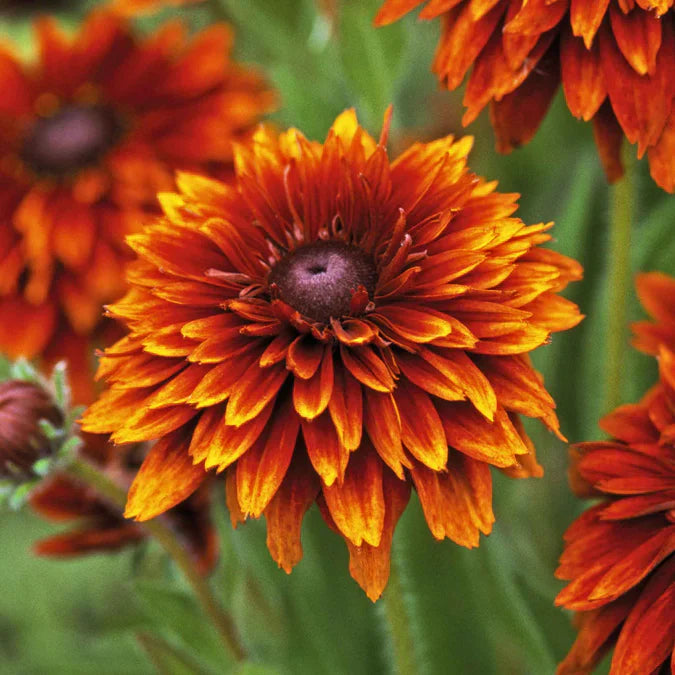 Flower Seeds, Seeds,Seeds For Planting,Plant Seeds