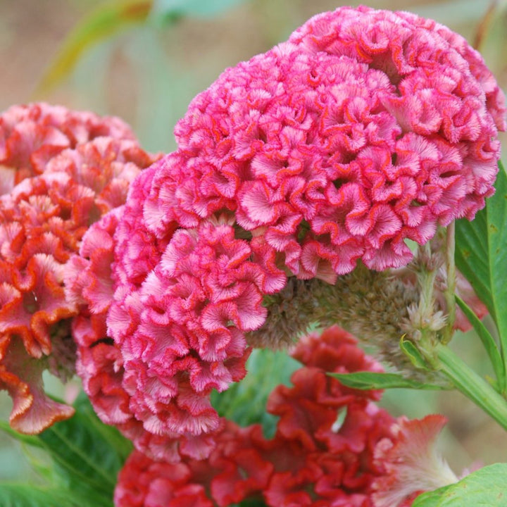 Flower Seeds, Seeds,Seeds For Planting,Plant Seeds