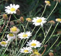 White Cinerariifolium Flower Seeds for Planting – Heirloom, Non-GMO, High Germination Organic Garden Seeds