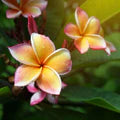 Mixed Frangipani Flower Seeds for Planting – Heirloom, Non-GMO Vibrant Organic Garden Seeds