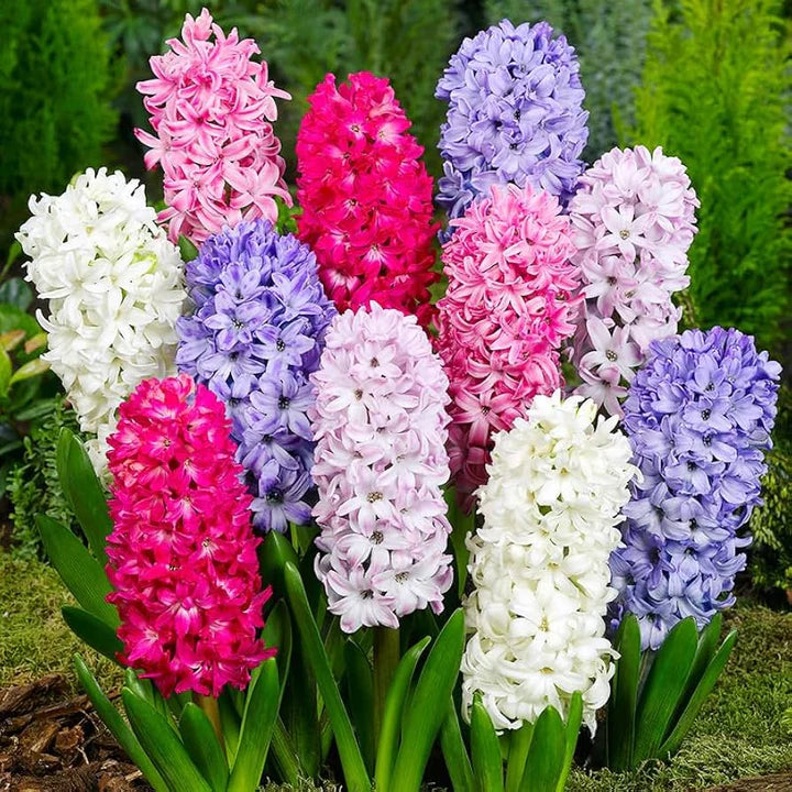 Multi-Colour Hyacinthus Orientalis Flower Seeds for Planting Heirloom Non-GMO High Germination Organic Garden Seeds