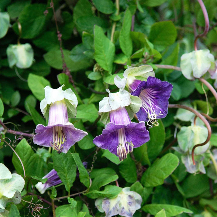 Flower Seeds, Seeds,Seeds For Planting,Plant Seeds