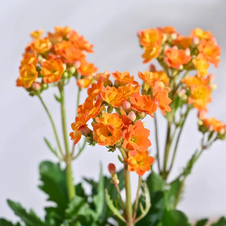 Orange Kalanchoe Flower Seeds for Planting – Heirloom, Non-GMO, Hardy Garden Seeds