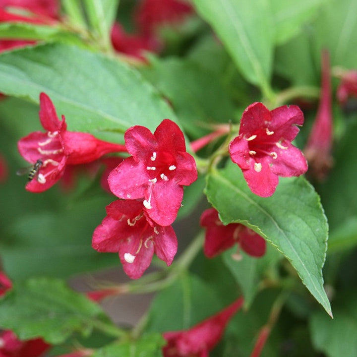 Flower Seeds, Seeds,Seeds For Planting,Plant Seeds