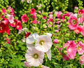 Mixed Hollyhock Flower Seeds for Planting – Heirloom, Non-GMO, High Germination Organic Garden Seeds