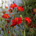 Red Bradshaw Flower Seeds for Planting – Heirloom, Non-GMO, High Germination Organic Garden Seeds