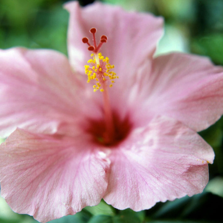 Flower Seeds, Seeds,Seeds For Planting,Plant Seeds