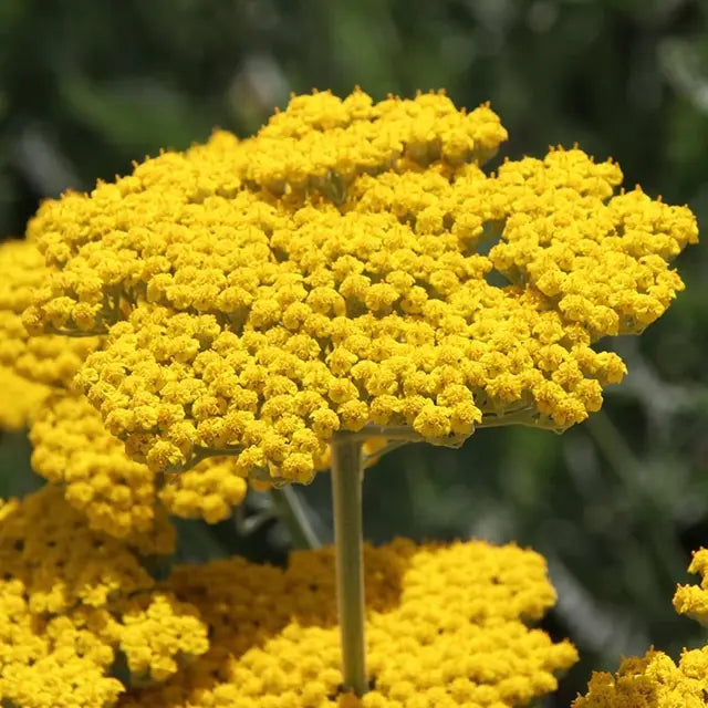 Flower Seeds, Seeds,Seeds For Planting,Plant Seeds