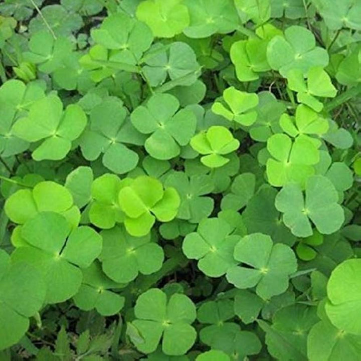 Flower Seeds, Seeds,Seeds For Planting,Plant Seeds