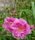 Rosa Damascena Flower Seeds for Planting – Heirloom, Non-GMO, High Germination Garden Seeds