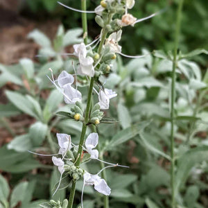 Flower Seeds, Seeds,Seeds For Planting,Plant Seeds