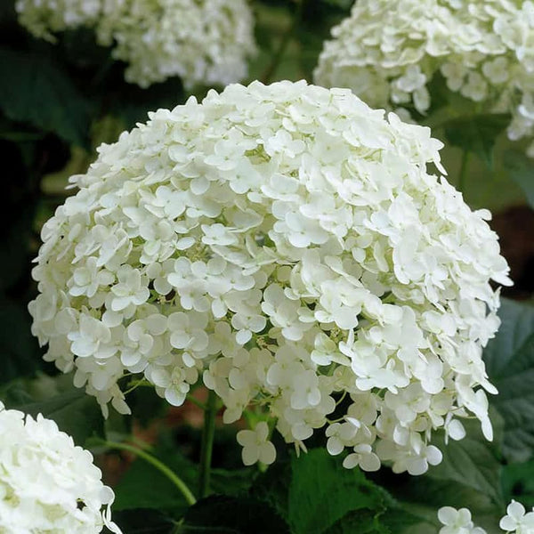 Flower Seeds, Seeds,Seeds For Planting,Plant Seeds