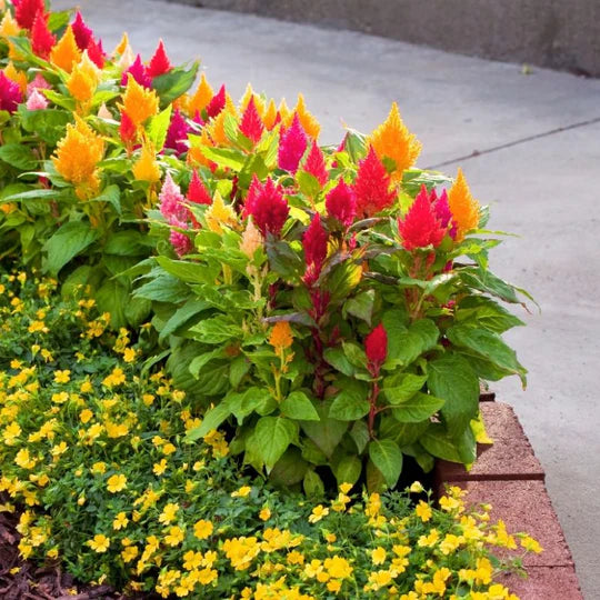 Mixed Celosia Argentea Flower Seeds for Planting – Heirloom, Non-GMO, High Germination Garden Seeds