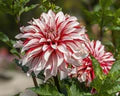 Dahlia Santa Claus Flower Seeds for Planting – Heirloom, Non-GMO, High Germination Organic Garden Seeds