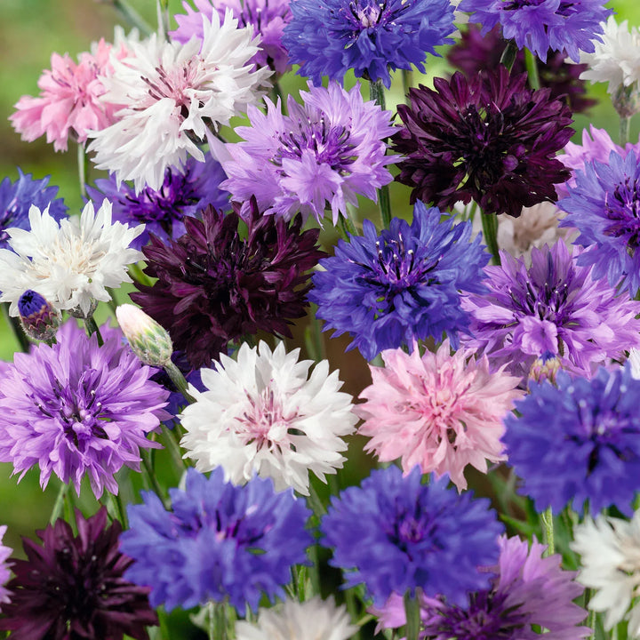 Flower Seeds, Seeds,Seeds For Planting,Plant Seeds